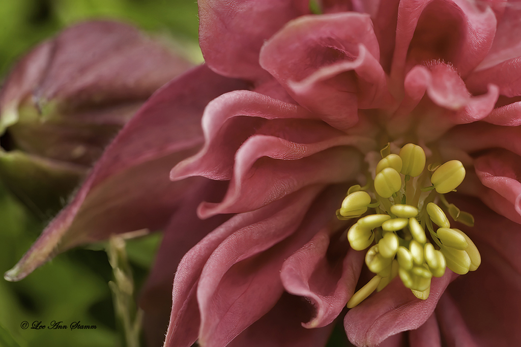 Close-up - Center of Columbine by Lee Ann Stamm