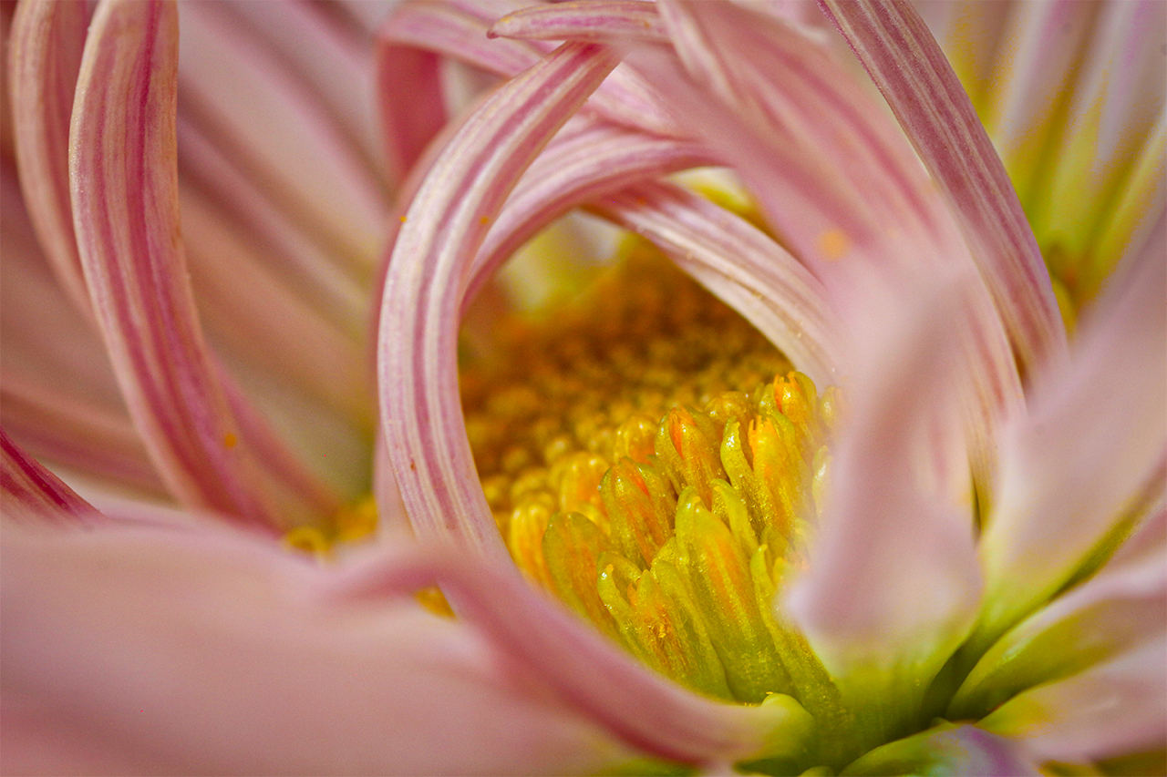 Close-up Flower by Carole Kropscot, FPSA