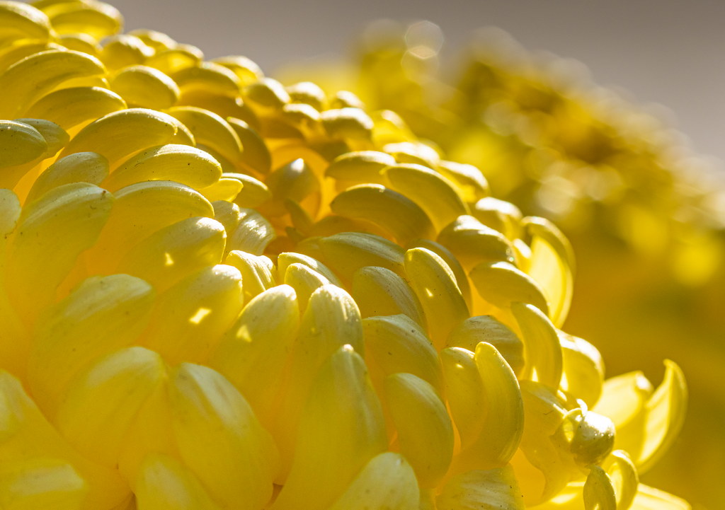 Chrysanthemum by Fat Chen