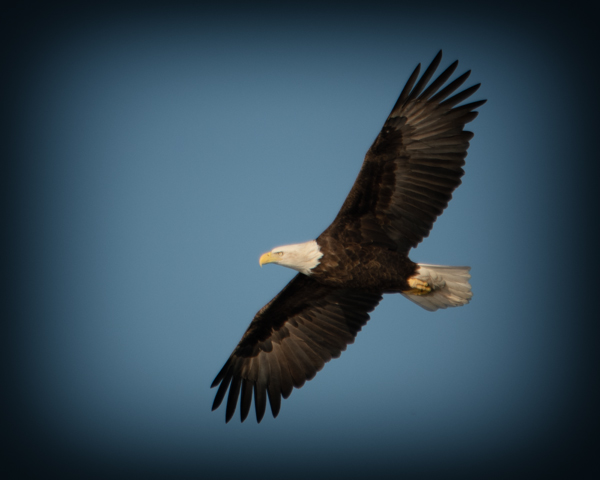  Eagle in Flight by Paul Swepston