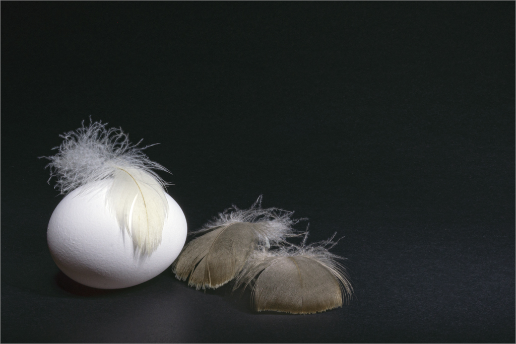 Feather or the Egg by Judith Ponti-Sgargi, QPSA
