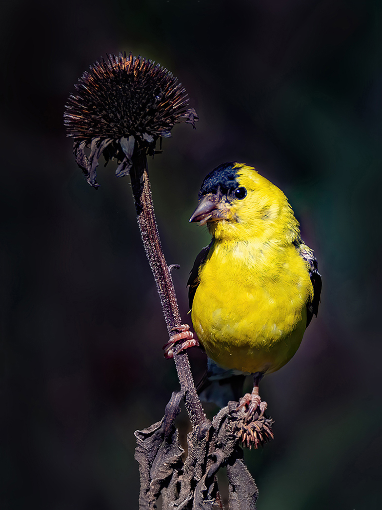Snacking Goldfinch by Barbara Dunn