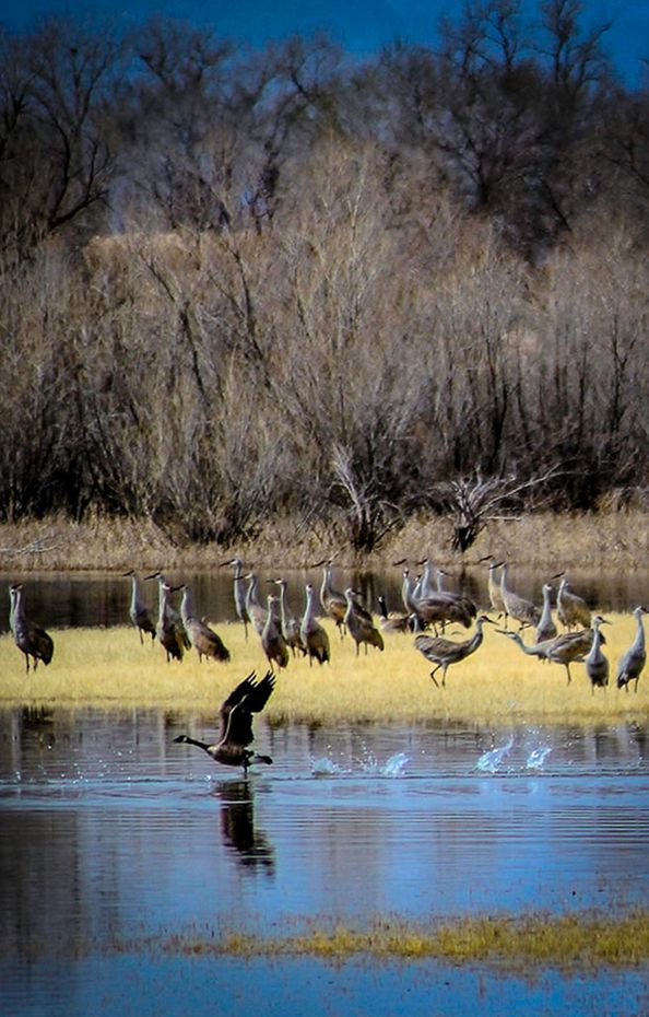 Getting Out Ahead Of The Sandhill Cranes by Darcy Johnson