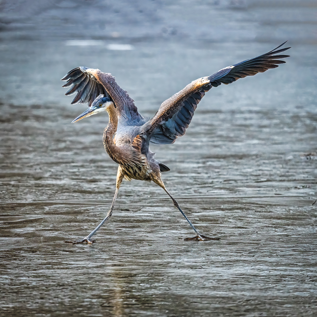 On the Ice - Great Blue Heron by Xiao Cai