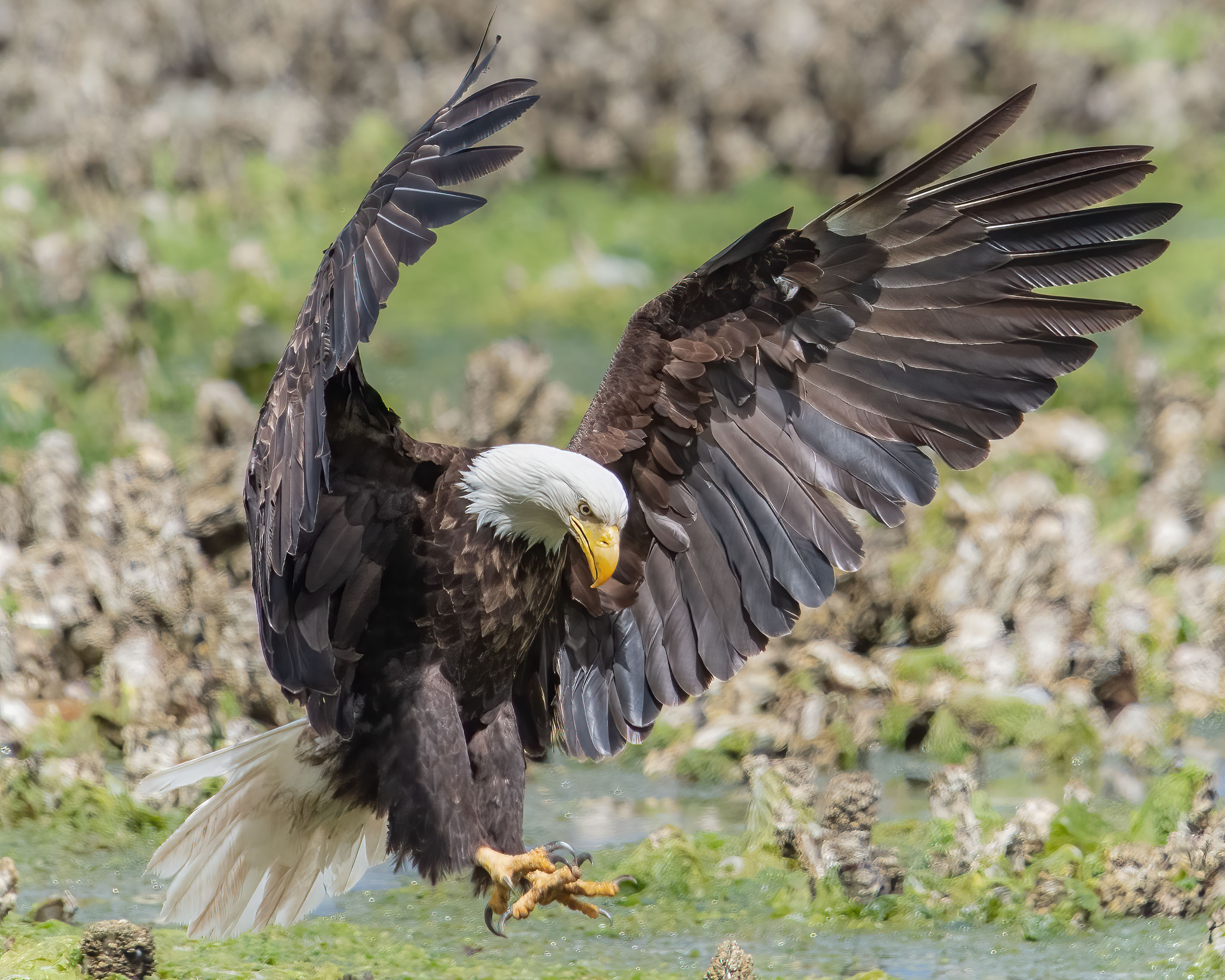 Pouncing Eagle by Bud Ralston