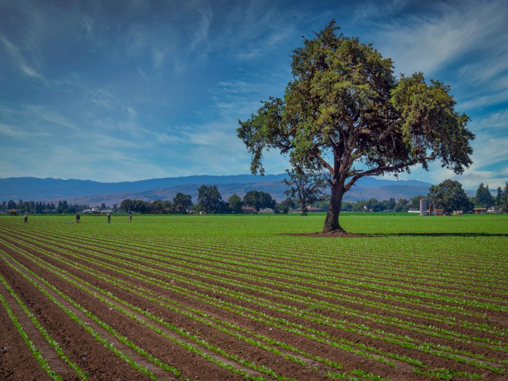 A Farme in Gilroy, California by Bunny Laden