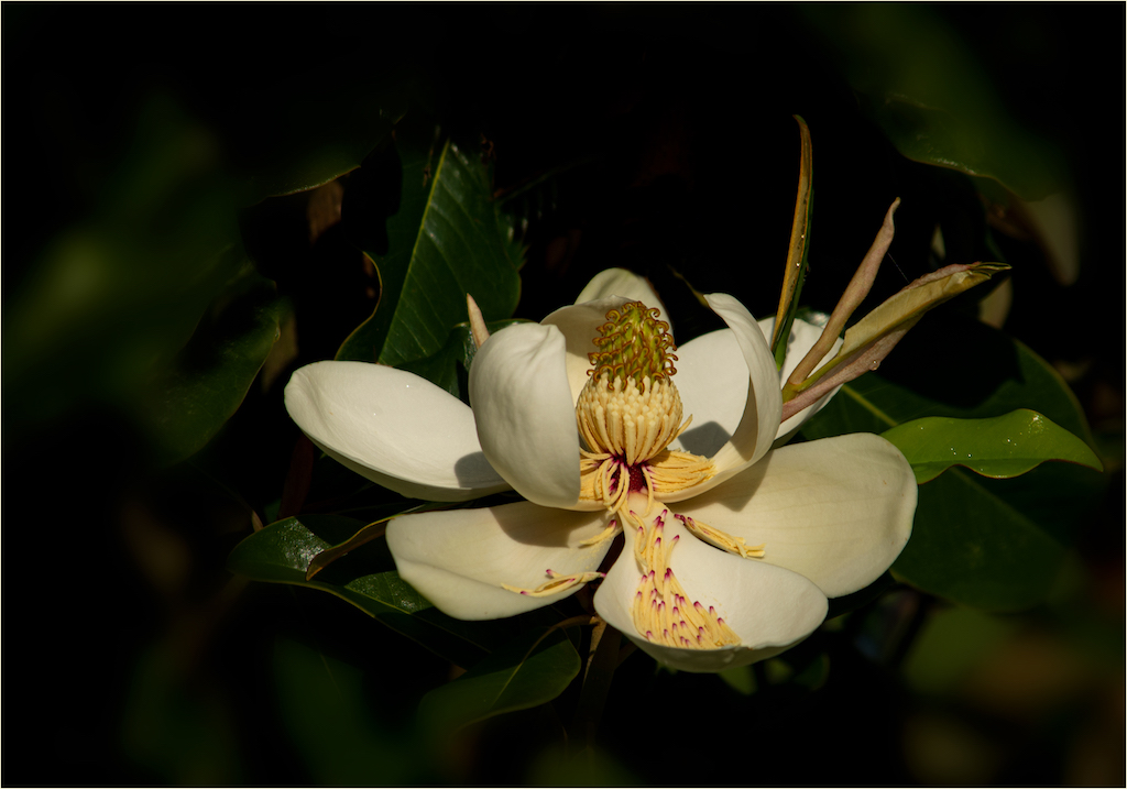 Magnolia by Terry Campanella