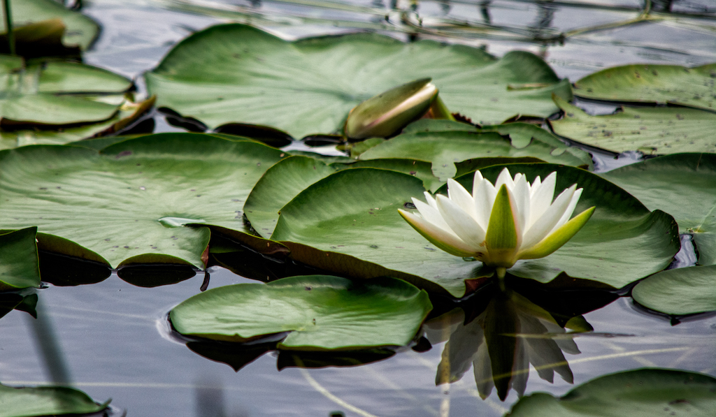Waterlily by Terry Campanella