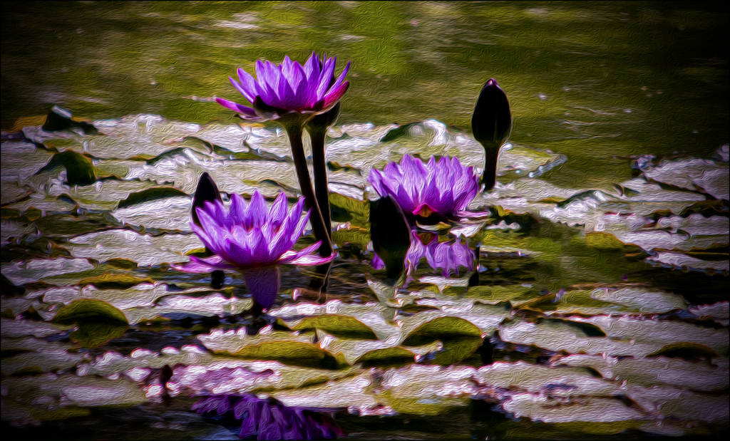  Water Lilies by Terry Campanella