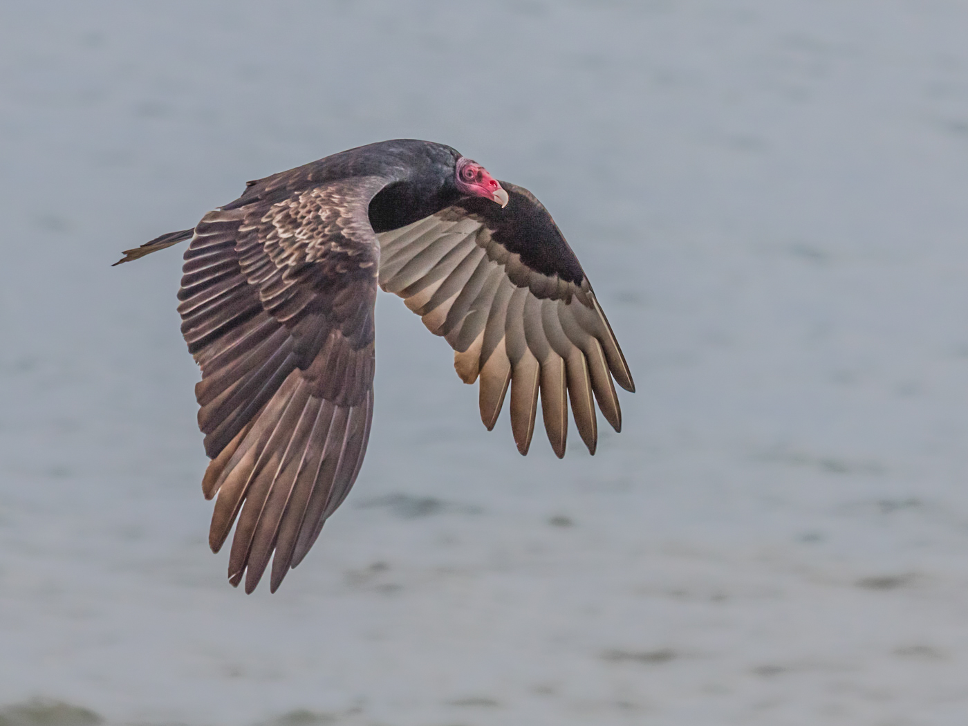 Turkey Vulture by Walter Naumann