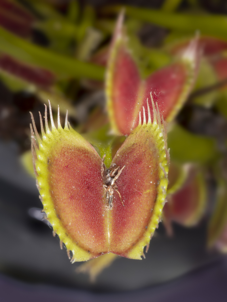 Venus Fly Trap and Carcass by Walter Naumann