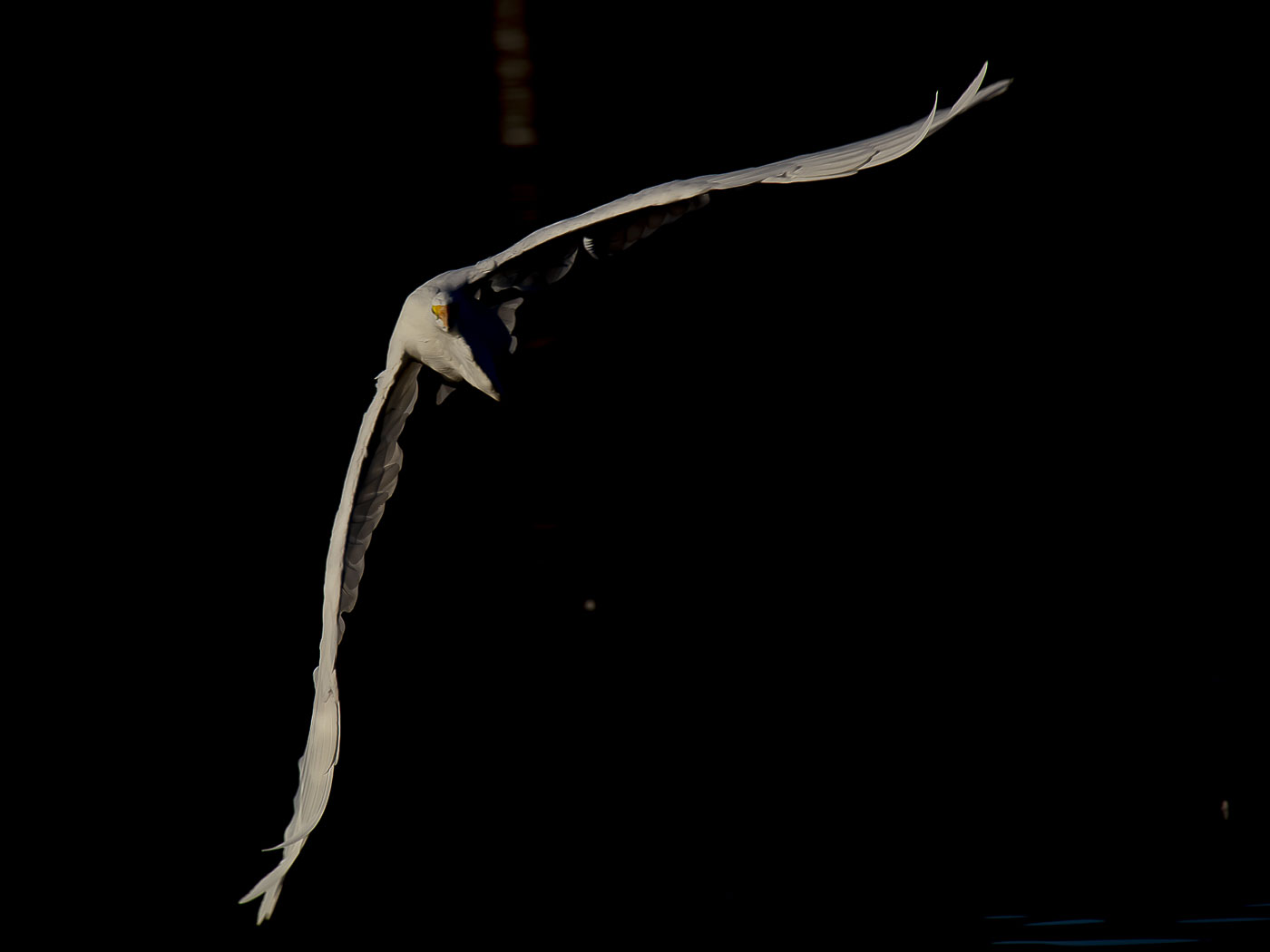 Egret at dawn by Walter Naumann