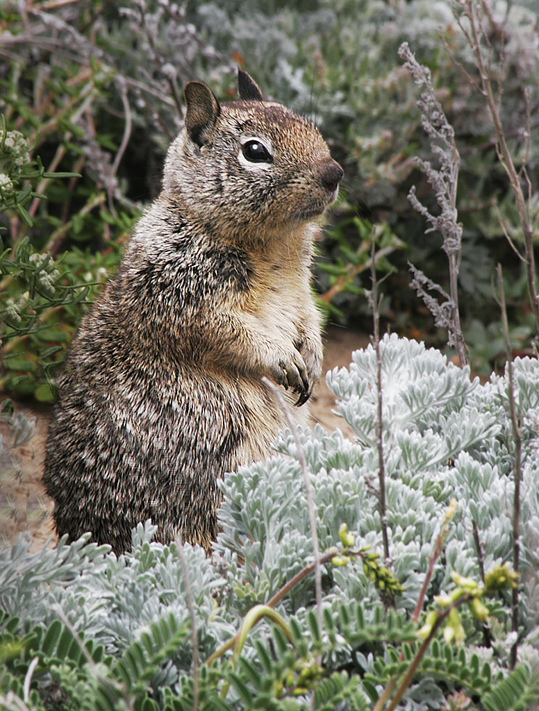 Ground squirrel by Dick Perkins