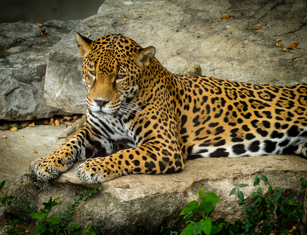 Leopard by Glenn Rudd