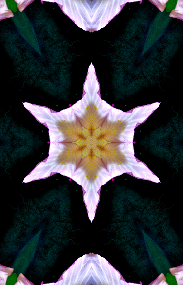 Hibiscus Kali by Tom Pickering, APSA