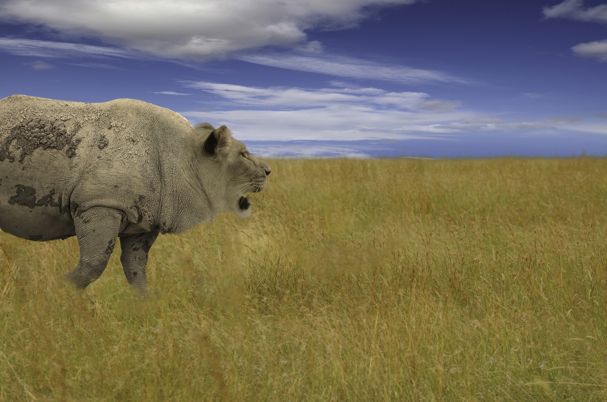 Man-Eating Rhino by Tom Pickering, APSA
