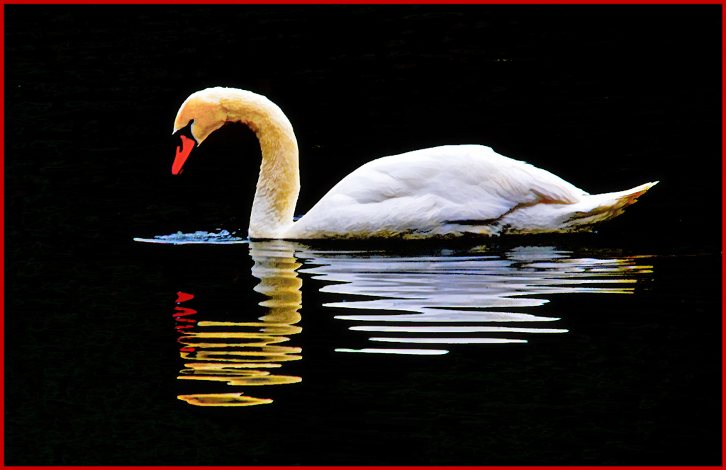 The Arty Swan by Mike Cowdrey