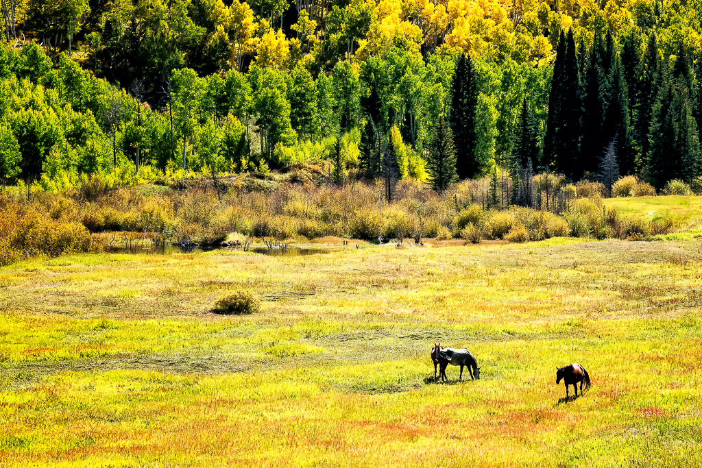 Colorado Meadow by Marcela Stegemueller