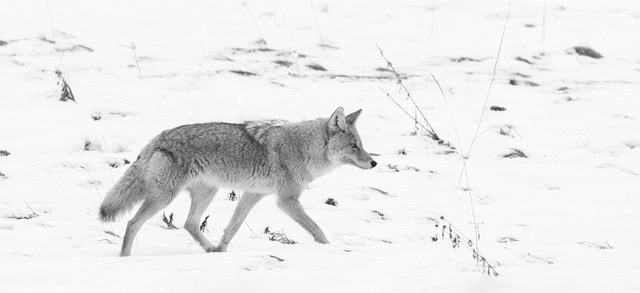 Coyote in Yellowstone by Norm Solomon