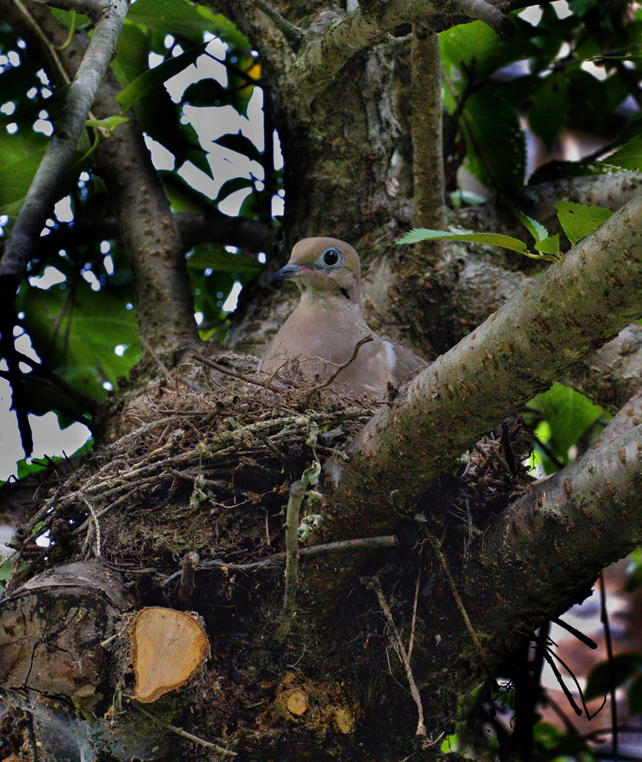 Mrs Dove by Harriet Ciccone