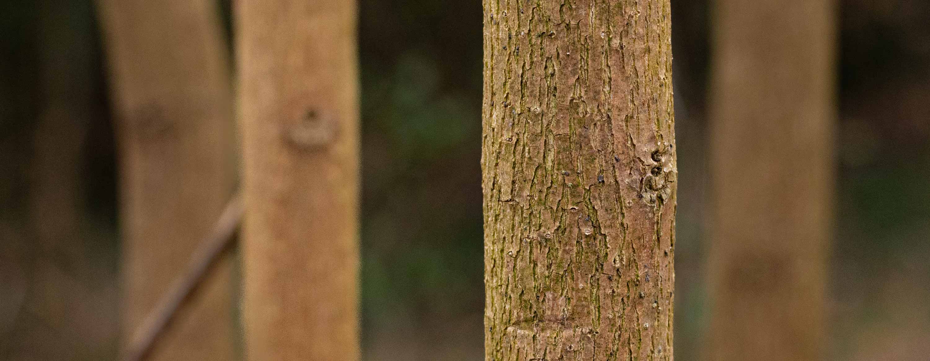 Natural Patterns by Jay Denny