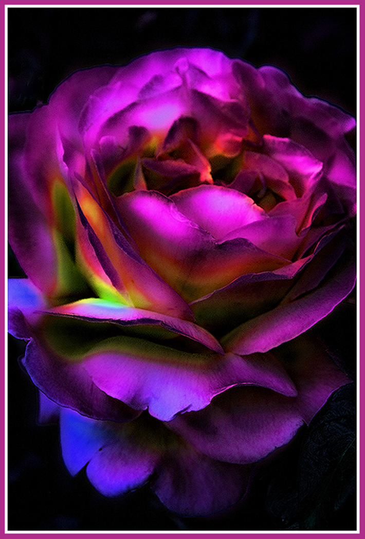 Pink Rose by Shirley Ward, FPSA, EPSA