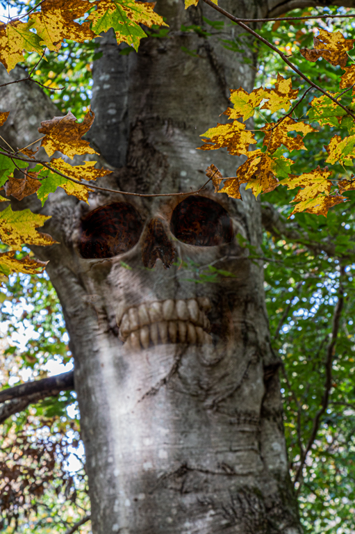 Skull Tree by Fred Giese