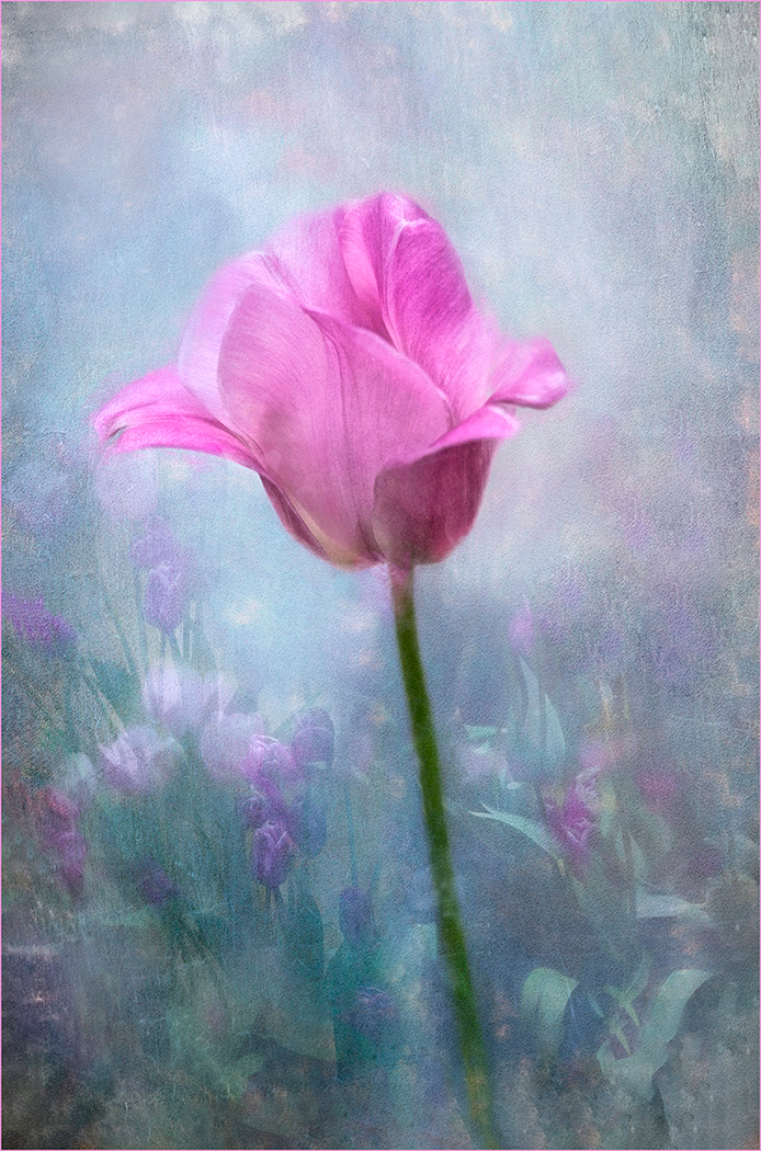 Pink Tulip by Pat Couder, QPSA