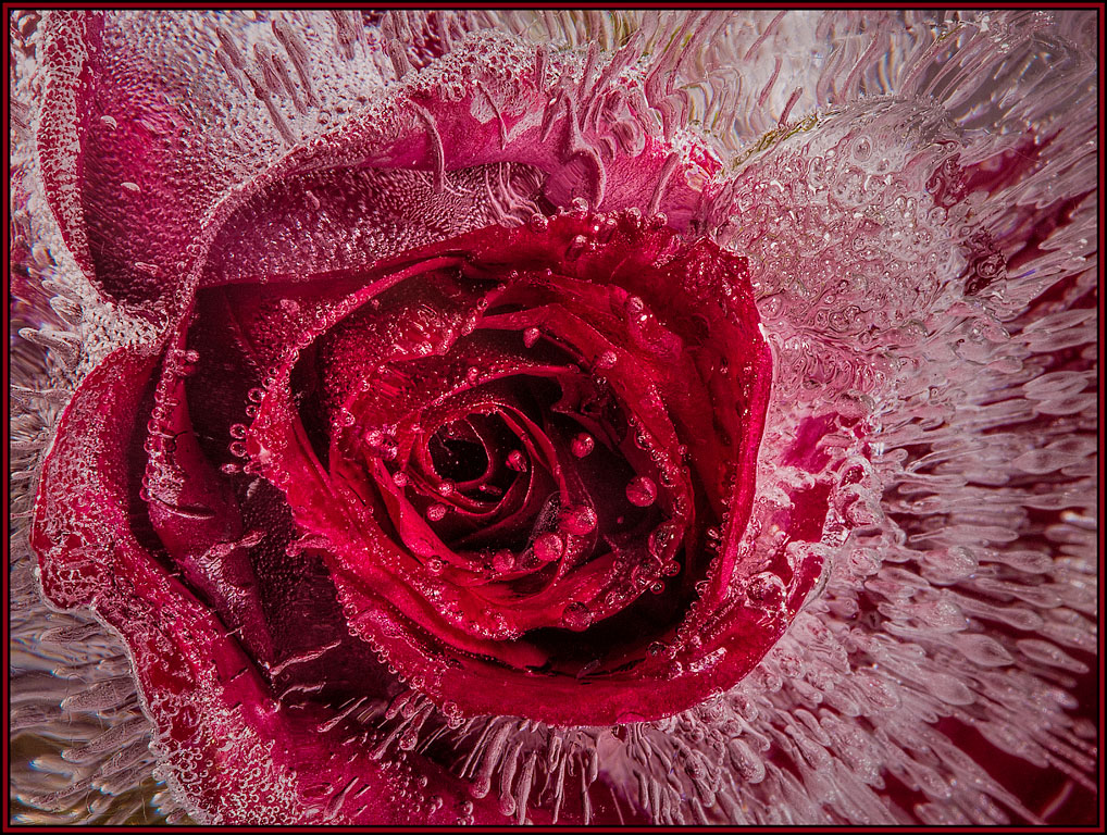 A Frozen Rose by Cindy Gosselin