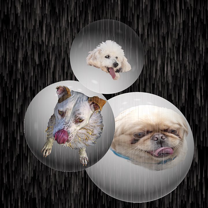 It's Raining Dogs by Joan Field
