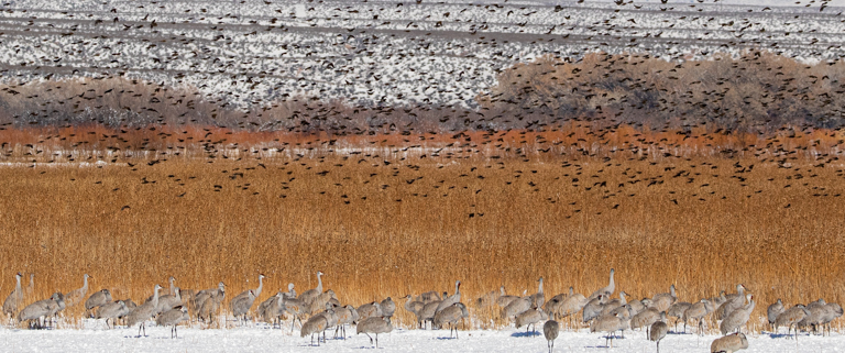 Sandhill Cranes, Redwing Blackbirds and Snow by Mike Patterson