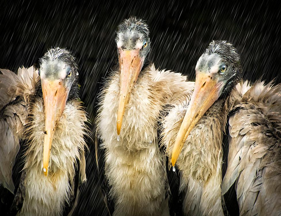 Wet Storks by Jerry Biddlecom