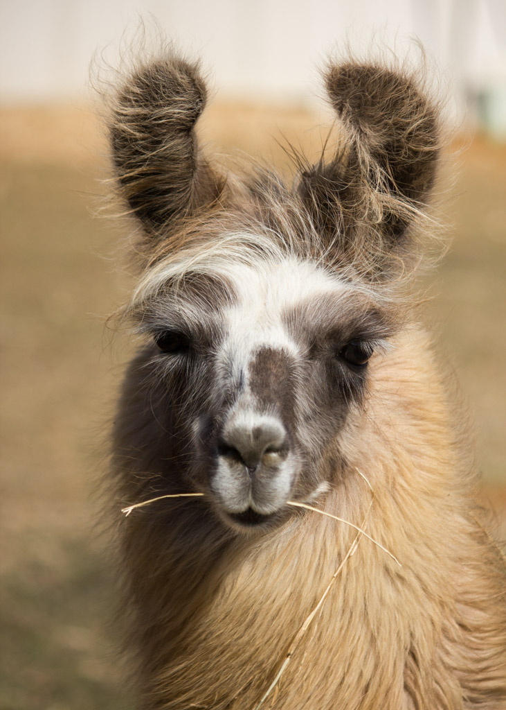 Portrait of a Llama by Mike Patterson
