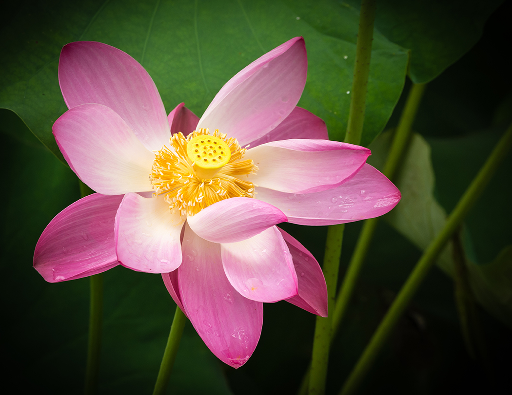 Pond Lilies by Peggy Reeder