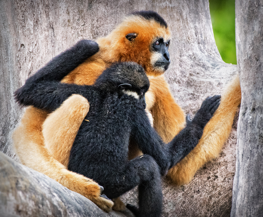 Bonding by Jerry Biddlecom