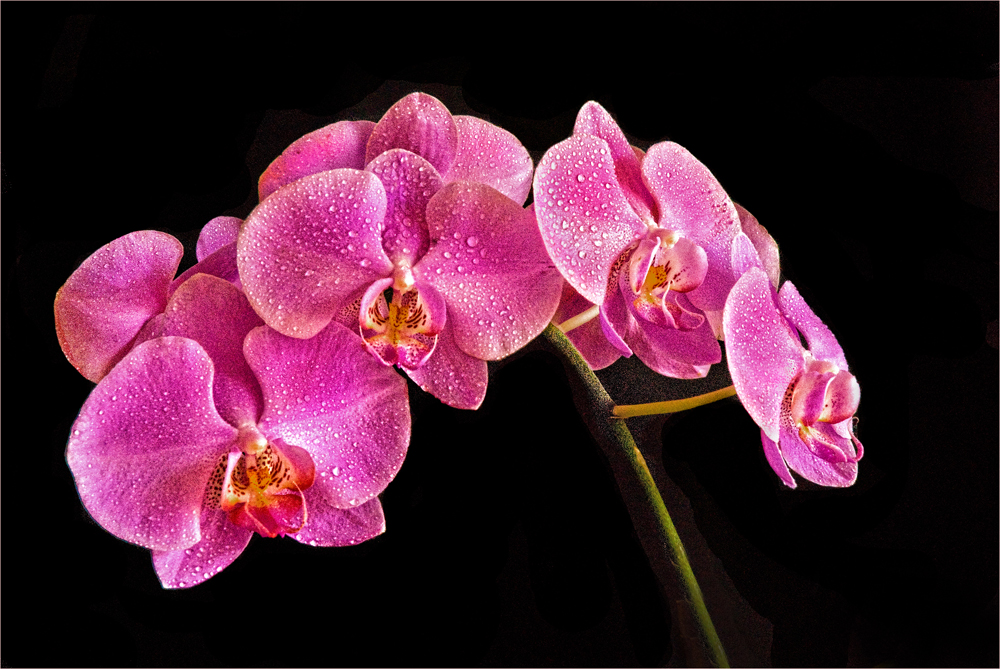 Orchid by Jerry Biddlecom
