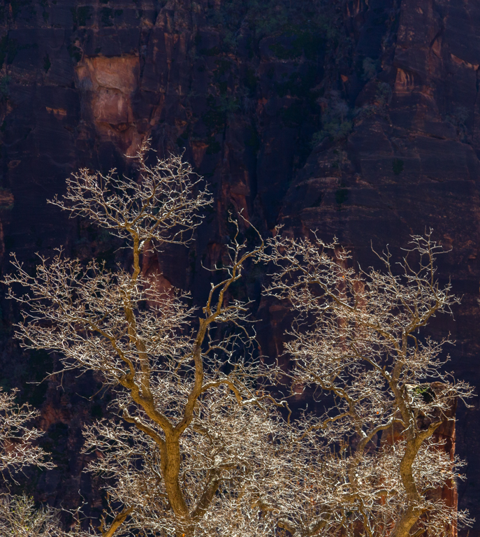 Tree and Canyon by Mike Patterson
