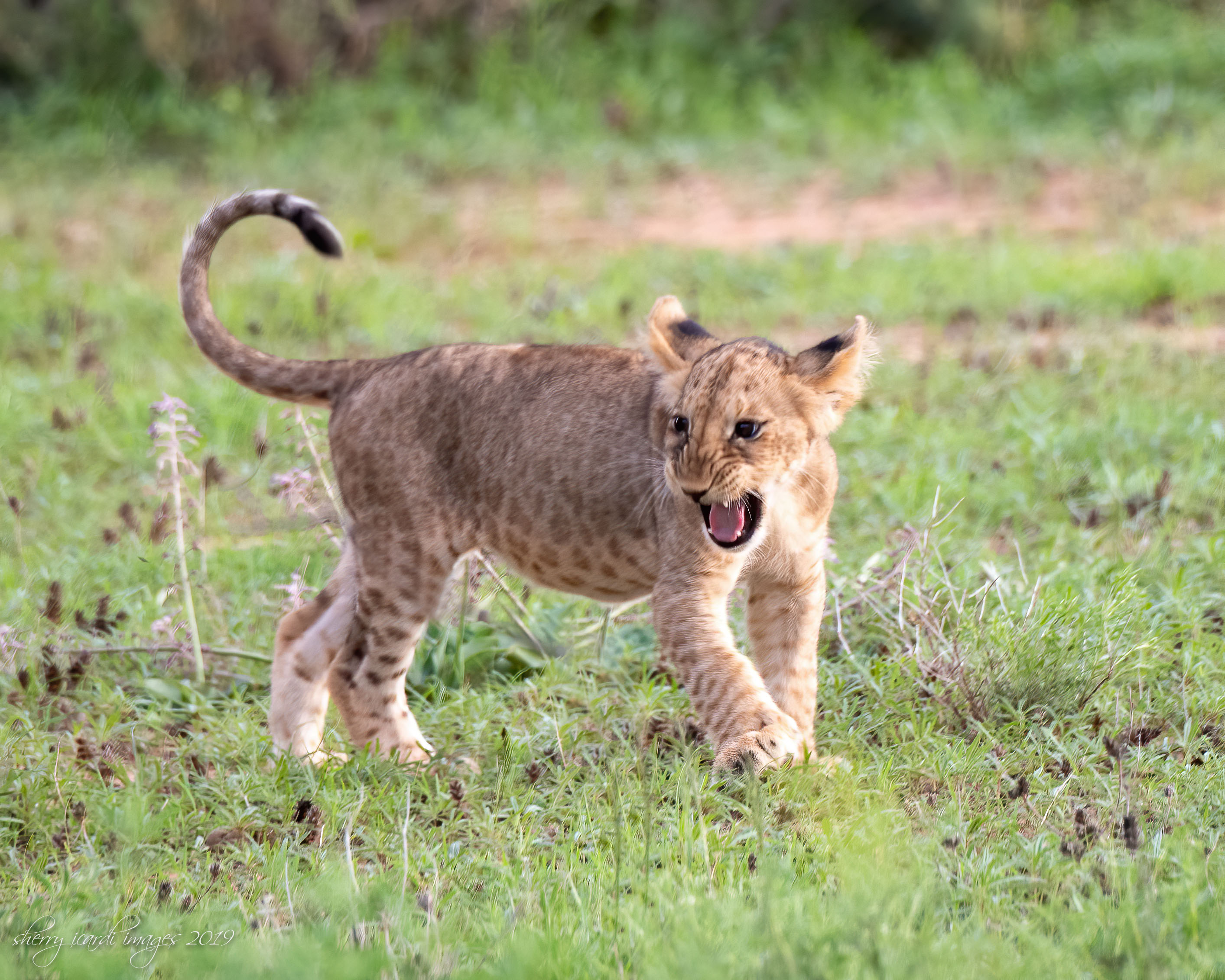 Lion Cub by Sherry Icardi