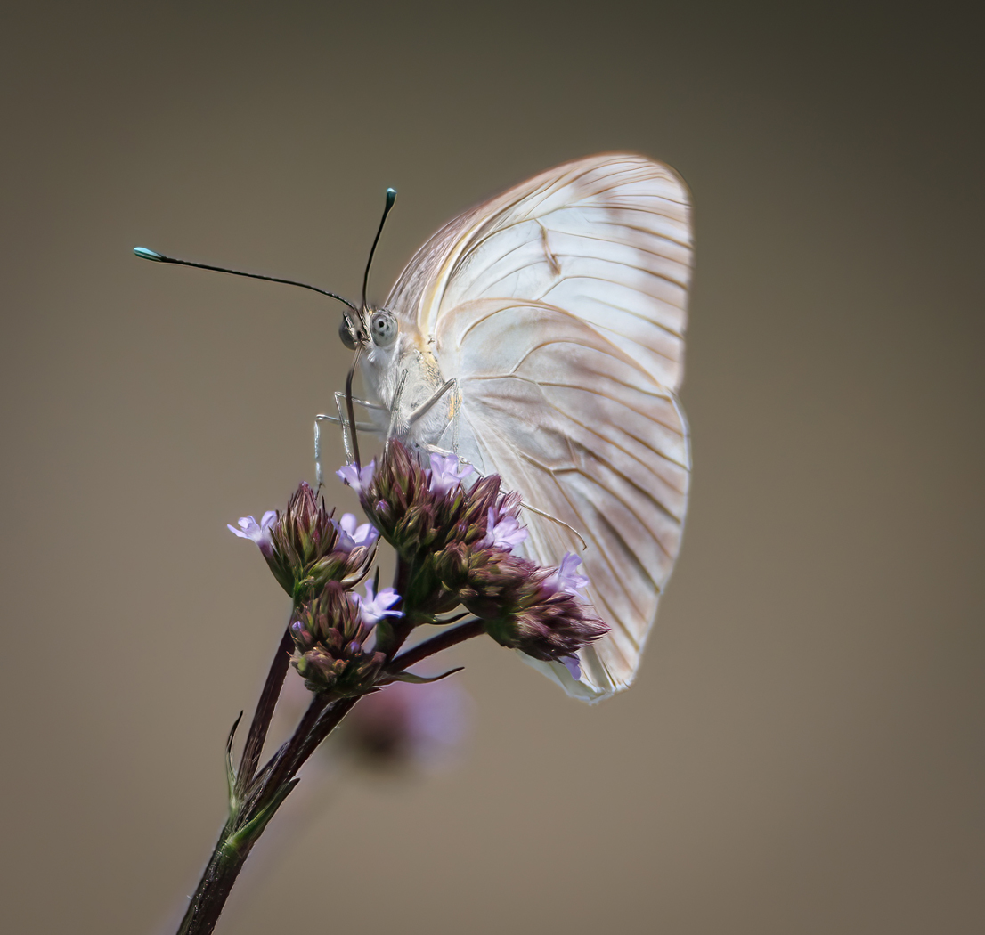 Butterfly on flowers by Julia Parrish