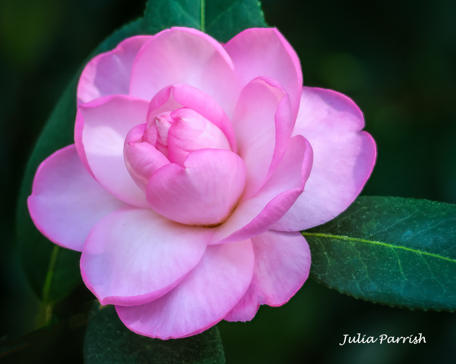 Camellia Bloom by Julia Parrish