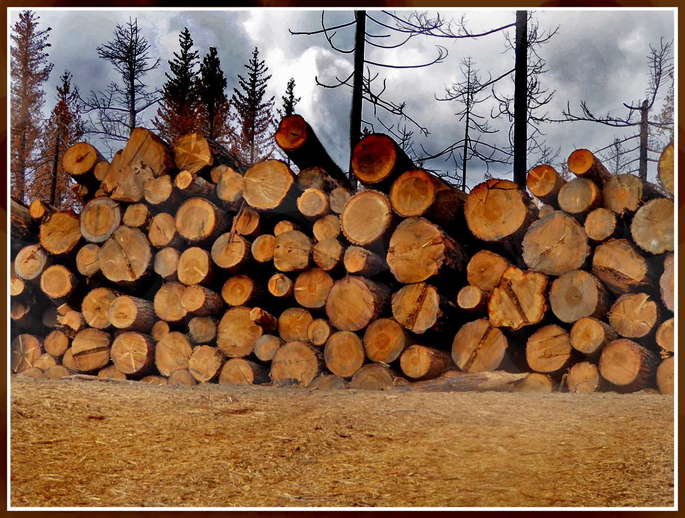 Cut logs salvaged from the Creek fire one year ago.... by Shirley Ward, FPSA, EPSA