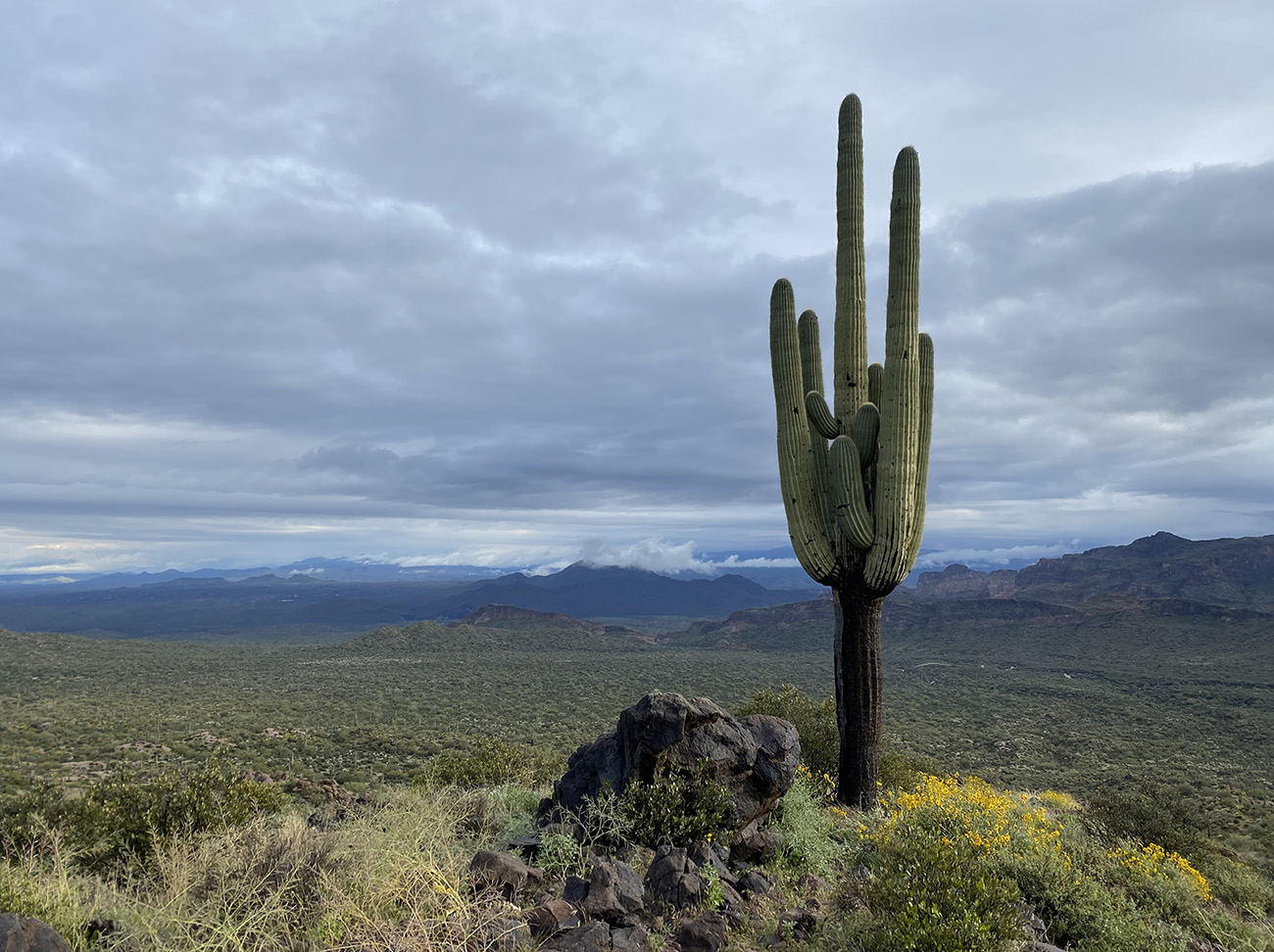 Solo Cactus by Dave Edwards