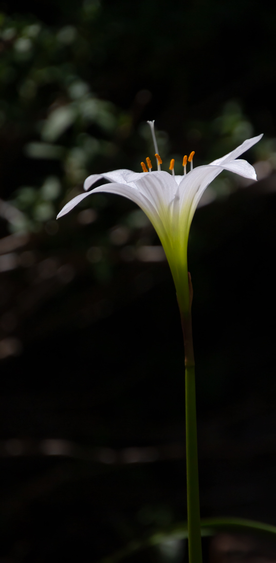 EASTER LILY