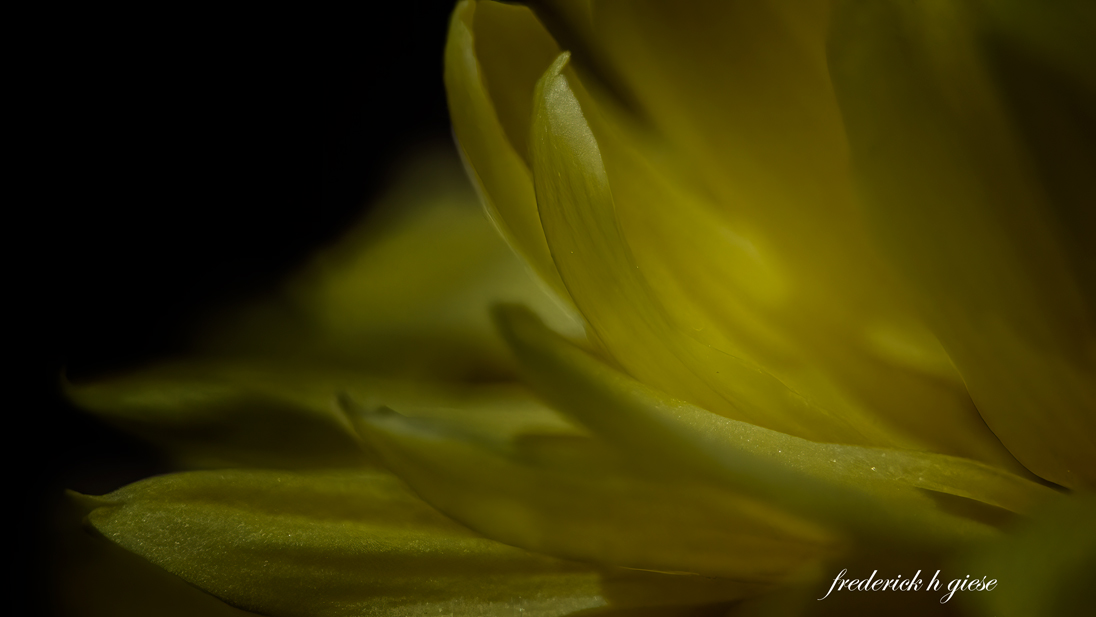 FLORIST DAISY by Fred Giese