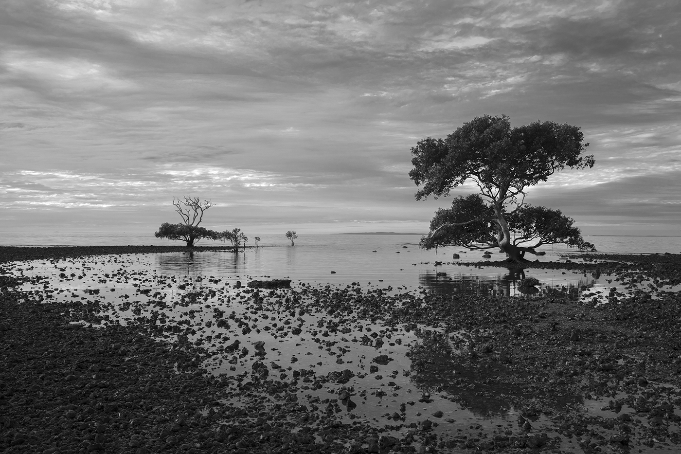 Two trees at Cleaveland Point by Sam Fernando, QPSA