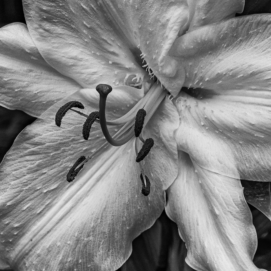 White Lily in detail by Jim Horn, QPSA