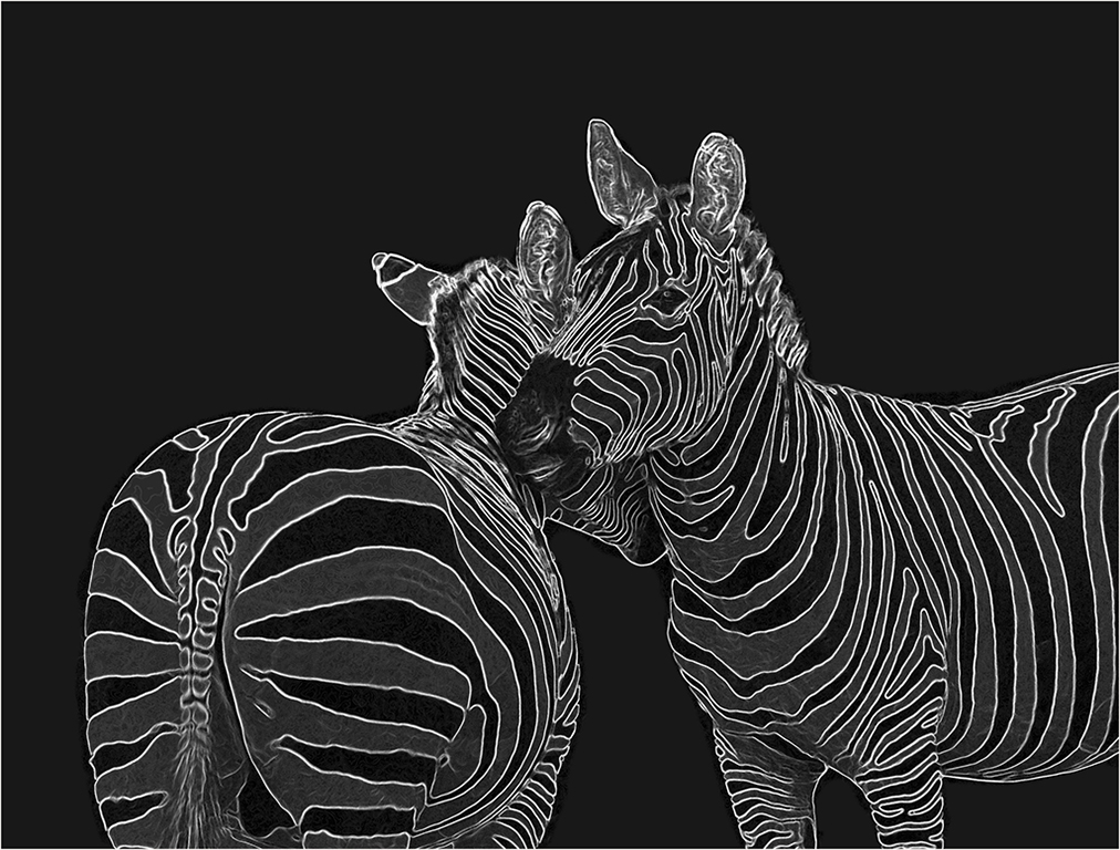 Zebra lovers by Sam Fernando, QPSA