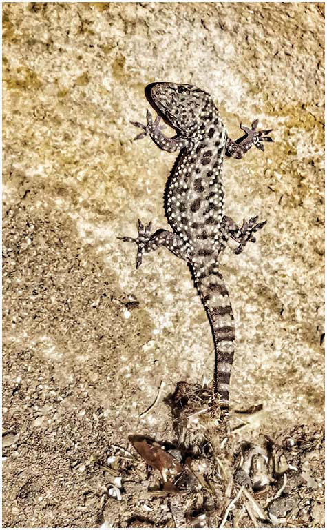 Lizard by Ruth Holt