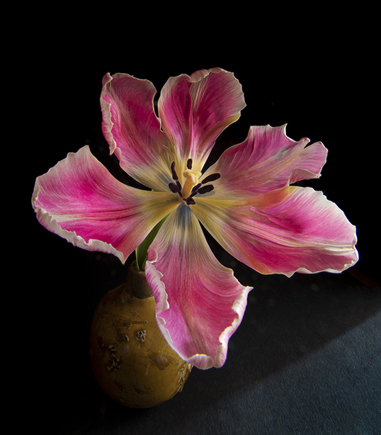 Tulip by Bob Laster