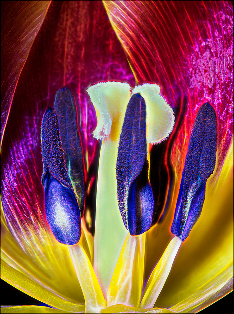 Tulip Detail Abstract by Bob Benson, FPSA, EPSA
